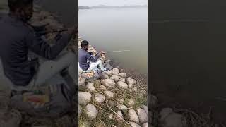 Rohu Hooked From Sukhna Lake Chandigarh