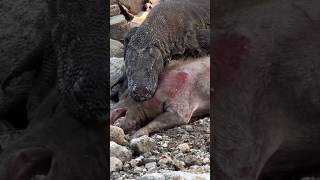 komodo on diet........