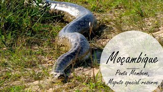 Episode 1: Maputo Special Reserve (Through False Bay Nature reserve) | Mozambique