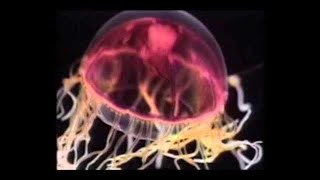 Documentario National Geographic - Viaggiatori degli oceani