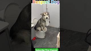 কুকুরের টয়লেট || Dog Toilet 😳 #shorts #babyanimal #tiktokvideo #viralvideo