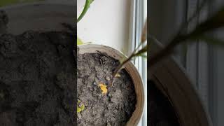 💡  Grow Avocado and Mango at Home #shorts