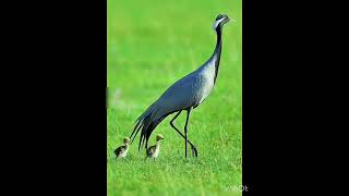 Crane with her chicks