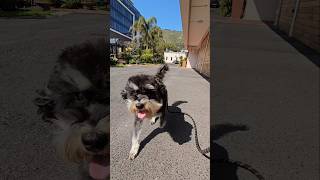 Miniature Schnauzer Before and After Wash and Cut