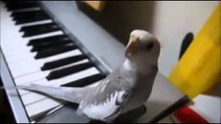 The Singing Cockatiel