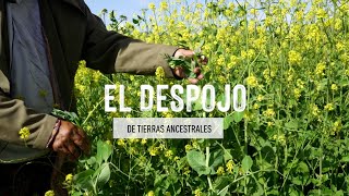 El despojo (de tierras ancestrales) - Finca el Pongo, Jujuy