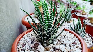 Planting zebra plant