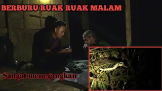 Mudahnya berburu ruak ruak malam hari | langsung nyamperin‼️