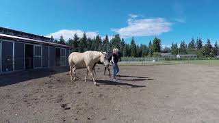 Walking Horses To Pasture Liberty