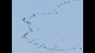 Vol de grues au dessus de la Charente .mpg