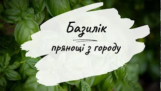 Прянощі з городу. Базилік. Який сорт обрати для сухої приправи. #базилік