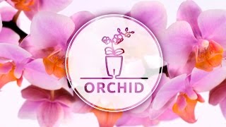 How To Plant Orchid (Phalaenopsis) in a self-watering Orchidea TWIN pot with water level control