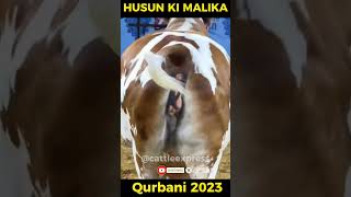 Husun-E-Lajawab Masha'ALLAH | Jameel Memon #Shorts #CattleFarm #CowVideos