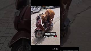 Bull thought scooty is a cow 🤣🤣 #funny #shorts