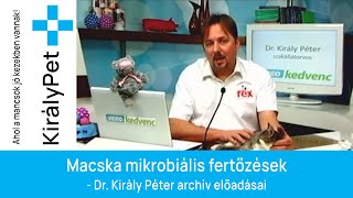 Macska mikrobiális fertőzések