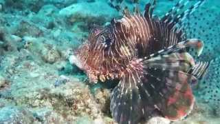 Lionfish hunting