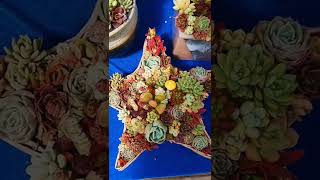 Beautiful Succulent Diy idea#527