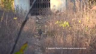 Temple tigers at Tadoba-February 2020