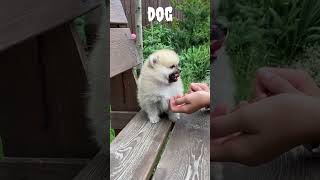 cute dog #shorts #viral #trending