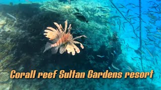 Коралловый риф отеля  Sultan Gardens resort hotel|снорклинг