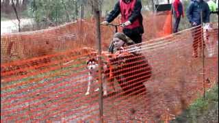 Akira at sled racing