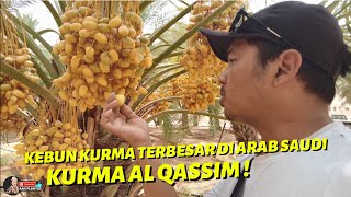 KEBUN KURMA TERLUAS DI ARAB SAUDI ! PANEN KURMA MUDA