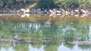 Copia di Fiume Oglio come la Camargue