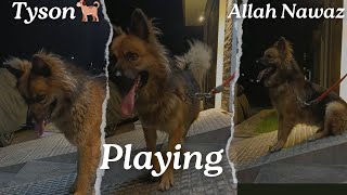 Animals Lovers Tyson Playing with Allah Nawaz @Tyson @Dog @ Allah Nawaz