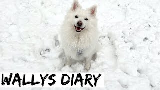 Wally sieht zum ersten Mal SCHNEE ❄️ | German Spitz meeting snow for the first time in his life