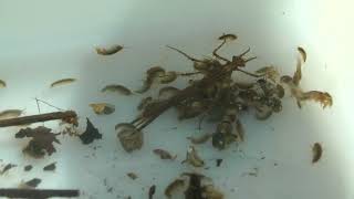 Aquatic invertebrates, Hertford