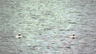 Smew, Ravensthorpe Reservoir, Northants