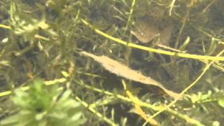 Underwater Camera Testing in Portage Bay