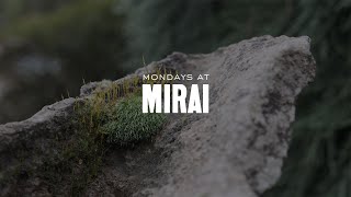 Mondays at Mirai: Repotting with Todd Schlafer