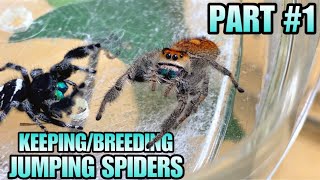 How to Keep and Breed Pet Jumping Spiders (Phidippus regius) | Part #1