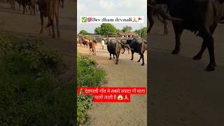 देवमाली में सबसे ज्यादा गौ माता पाली जाती हैं😱🙏|best tourism village devmali | #ytshorts #shortsfeed