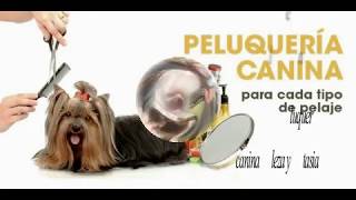 "B Y F" Peluquería canina a domicilio