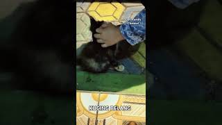 KUCING BELANG #dafsfamilychannel #catlover #catvideos #pecintakucinglucu #kucingbelang #kucinglucu