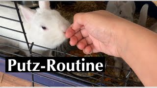 Putz Routine für meine Kaninchen&Babys/ Kaninchenbande ❤️