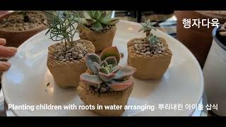 물꽂이 뿌리내린8종 삽식 8 types of planting with roots in a water stand