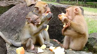 Baby monkey Ronnie say let's go party with apples  It is very delicious for monkeys Sovana team