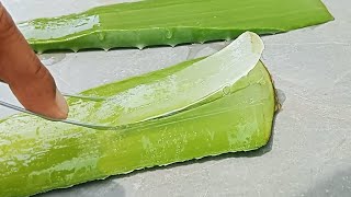 How to Make Aloe Vera Gel at Home