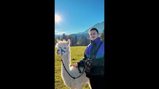 Bavaria awılında alpaca hiking