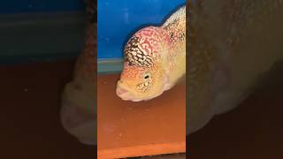 Golden Base #shorts #flowerhorn