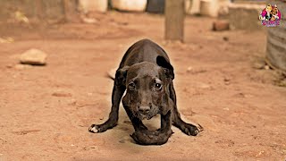 Township Pets Suffering In South Africa's Food Crisis!