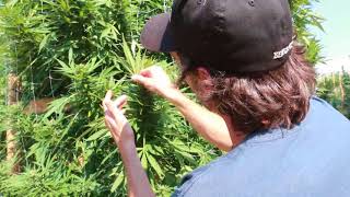 Jefferson State Cannabis Farms Trifecta Crop Control Success