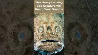 This scary sea creature will haunt your dreams! #shorts #ocean