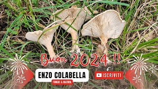 GEOTROPE/CARDINALI DI FINE ANNO 🍄🍄 AUGURI !! HAPPY 2024 🎉🍾🥂