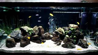 Malawi cichlids 9