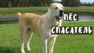 Пёс-спасатель | История про алабая | Любимые питомцы