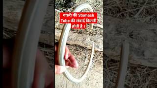 Stomach Tube for Goat ।। Dr Suresh Jangir #veterinary